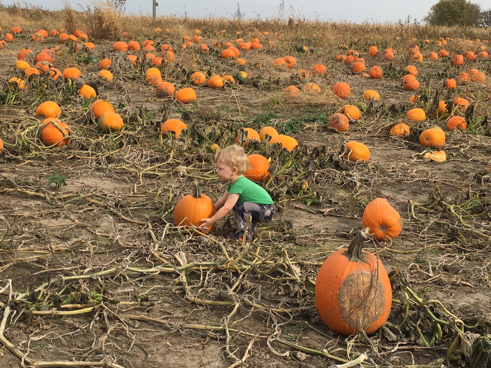Pumpkin Patches in Southern Minnesota
