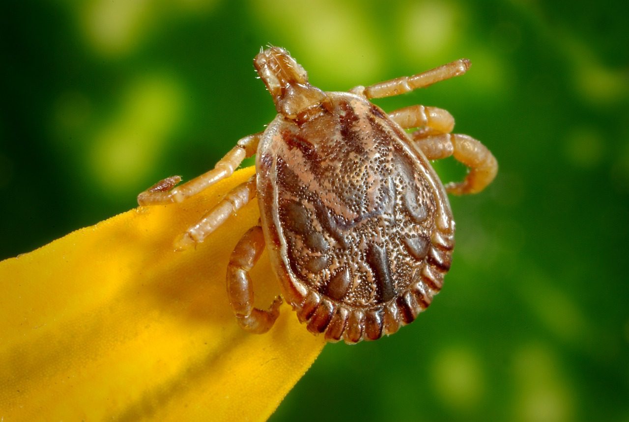 Lyme