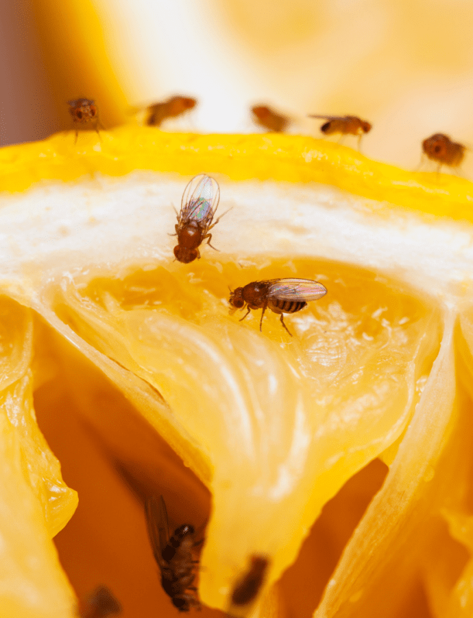 How to Get Rid of Fruit Flies